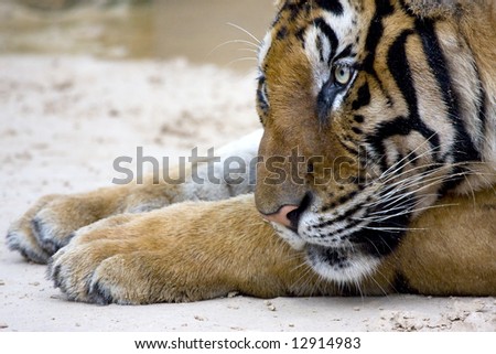 king of the jungle, big sumatran tiger sleeping