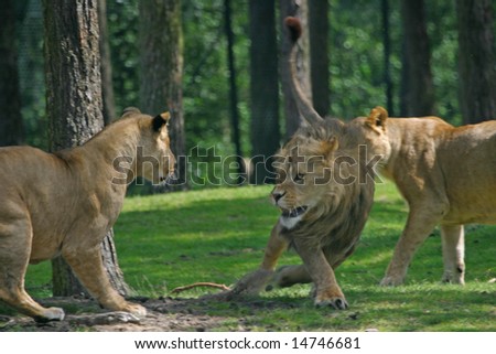 lionesses attacking big male lion