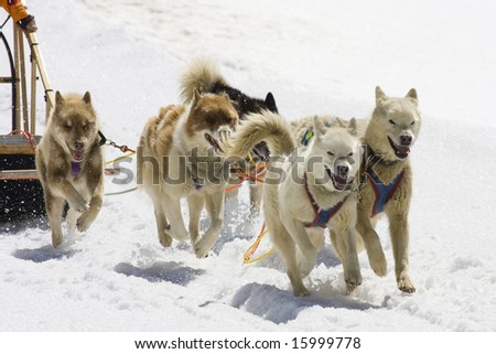 How To Draw A Dog Sled. #39;Adoption sites for siberian