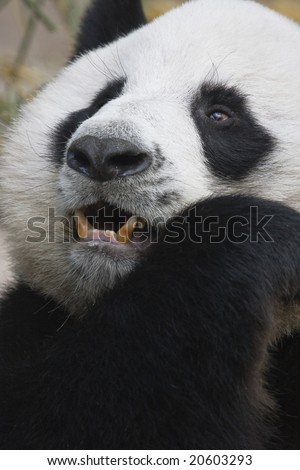 close-up of giant panda bear eating bamboo