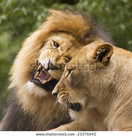 lion male and female in african bush