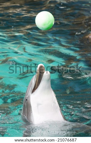 Bottlenose Dolphin Playing