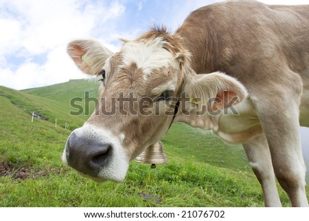 beautiful cow in swiss alps