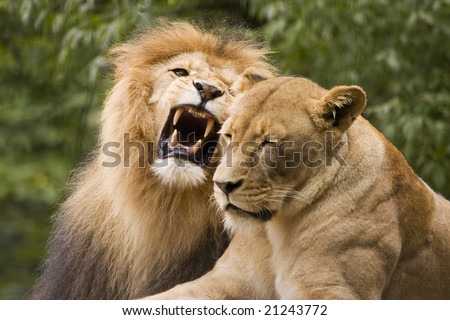 lion male and female in african bush