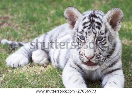 cute tiger cubs wallpapers. stock photo : Cute young white