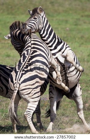 Burchell zebras playing in the field, South Africa