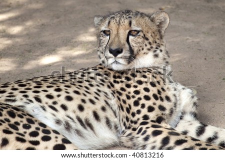 Cheetah taking a break in African bush