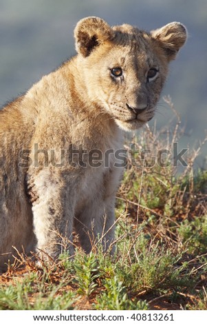 Portrait of a cute little African lion cub (Panthera leo), South Africa