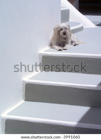 Dog on Stairs