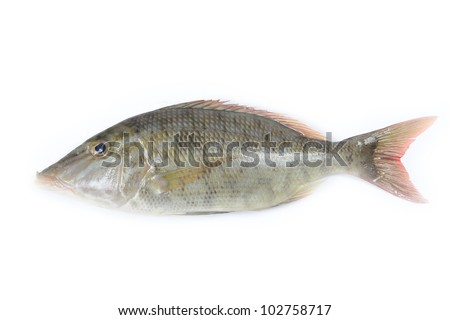 face of fish