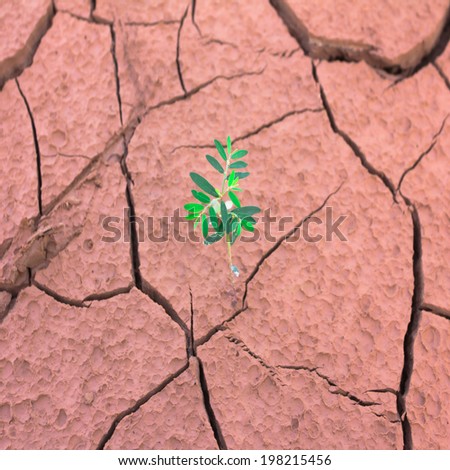 tree growing on cracked earth, focus on young tree