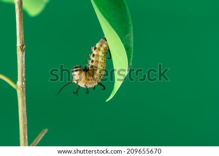pupa on tree branch on green background