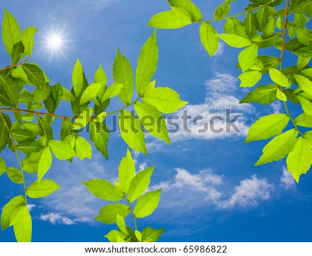 Green leaves again blue sky with sun