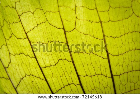 Image of Green leave texture, Close up