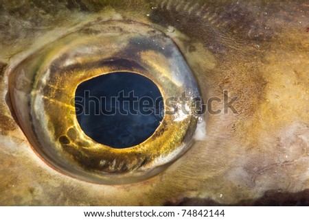 Eye of fish close up