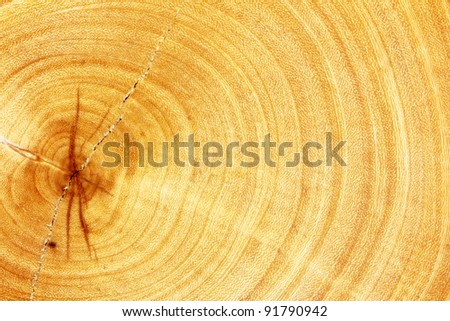 Fresh cut of wood texture