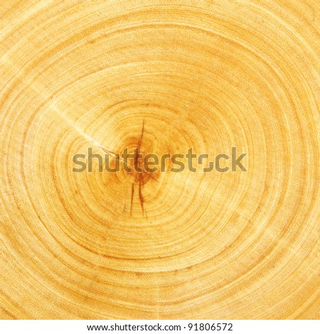 Fresh cut wood texture for background