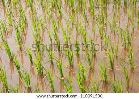 baby rice field wait time for  transplanted