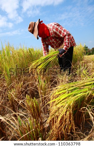 Farmer harvesting rice field by sickle