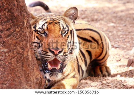 Awe tiger is lying behind a tree