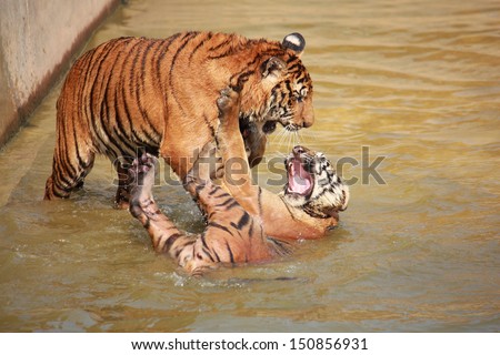 Two tigers fighting each other in pond