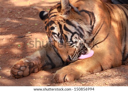 Tiger lick own paw for cleaning its fur