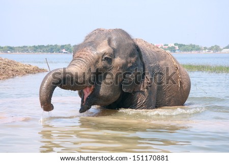 Elephant plays water in lake
