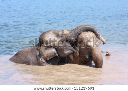 Two elephants show good relationship of each others in pond
