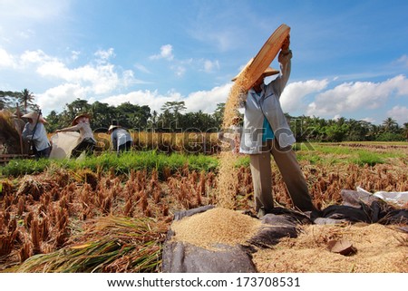 BALI, INDONESIA - MAY 6: Rice is winnowed on May 6, 2013 in Bali, Indonesia. Bali can produce rice all year round due to Subak which manages water supply system for farmers in the dry season.