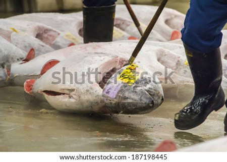 TOKYO, JAPAN - OCTOBER 25: Tuna for auction at Tsukiji fish market on Oct  25, 2013 in Tokyo. Tokyo\'s fish market is the biggest wholesale fish and seafood  market in the world