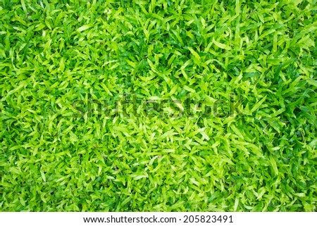 Big Leaf Green grass background texture only.