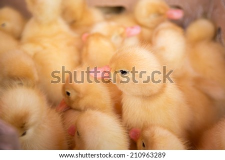 Duckling at farm. Group of small cute ducklings