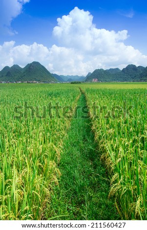 rice field only with footpath on the way nature day light nobody