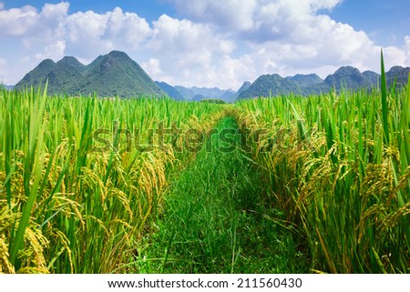 rice field only with footpath on the way nature day light nobody
