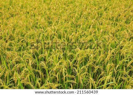 rice field only nature day light nobody