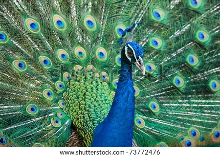 side view of beautiful peacock showing colorful tail