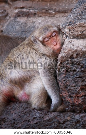 Monkey sleeping on stone wall in nature