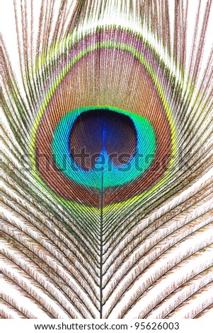 peacock feather macro shot isolated on white background