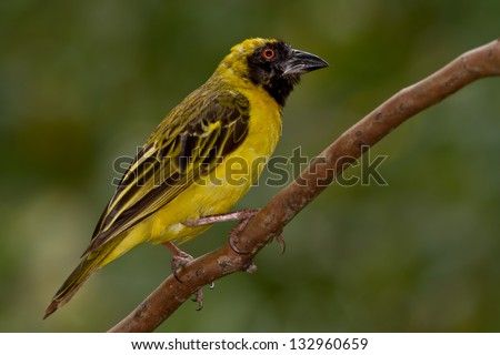 Southern Masked Weaver, also known as African Masked Weaver, perched on a small branch against a green background.