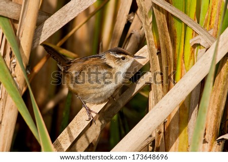 Marsh wren perched on a reed while foraging for food.