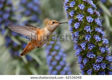 Allen\'s hummingbird feeding on pride of madeira flowers.