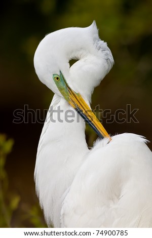 Great egret in breeding plumage portrait.
