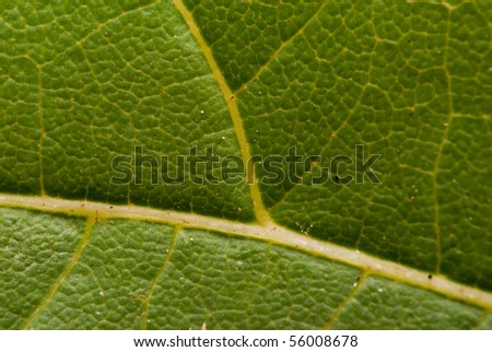 Closeup of the veins on a leaf.