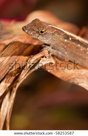 Grey Lizard