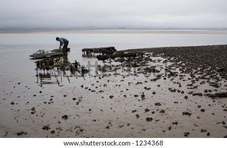 Oyster Farmer on Farmer Collecting Oysters From Beds Near Holy Island  Lindisfarne  In