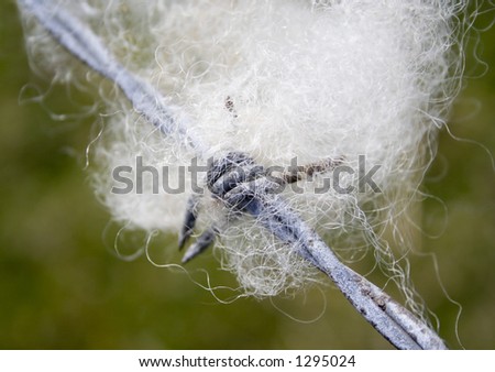 Limited DOF on clump of soft white lambs wool on the barbs of a wire fence. Hard/soft texture.