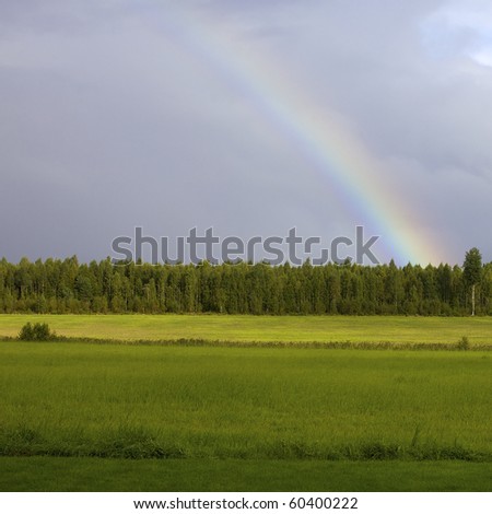 rainbow over a forest