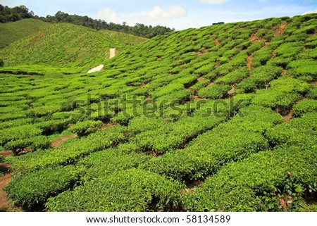 Tea Tree Farm in Malaysia