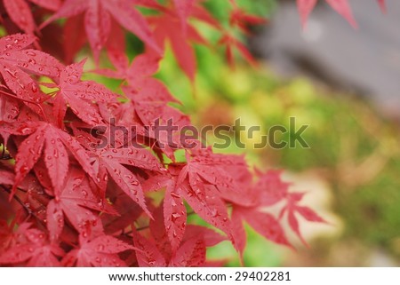 Red Japanese maple leaves
