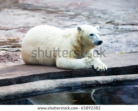 Polar bear lying at water